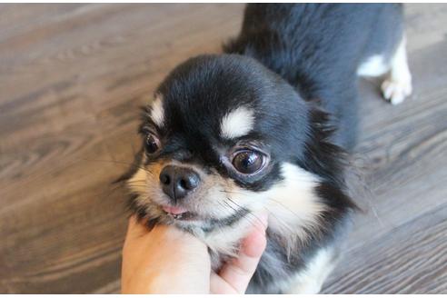 販売中のチワワ(ロングコート)の親犬